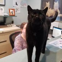 Feline Hospital ico