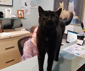 Feline Hospital