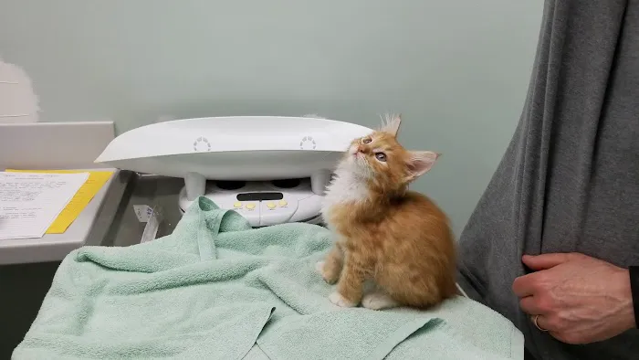 Feline Hospital 8