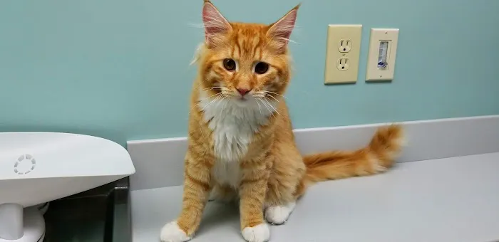 Feline Hospital 4