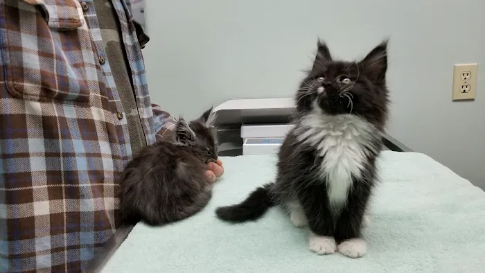 Feline Hospital 6
