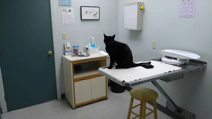 Feline Hospital 3
