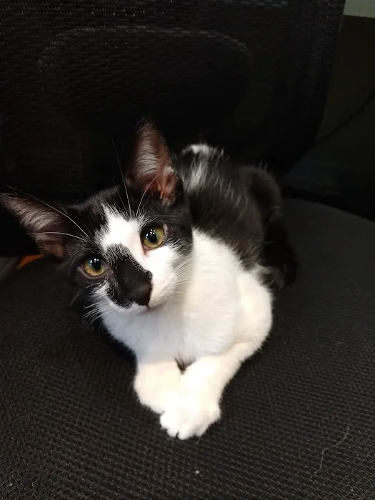Feline Hospital 10
