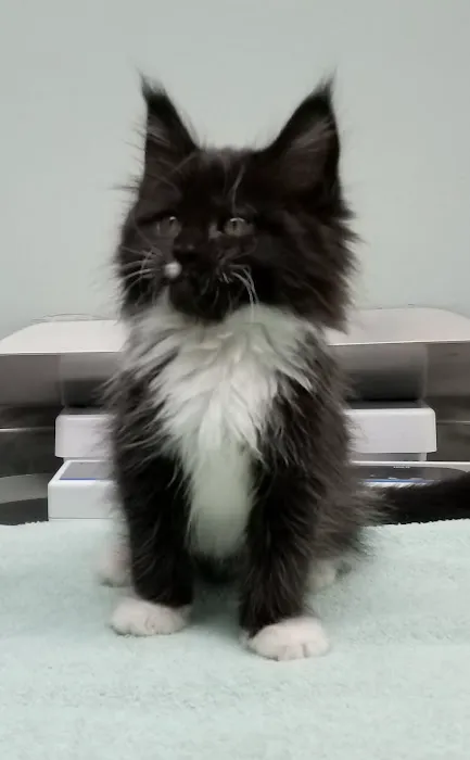 Feline Hospital 5