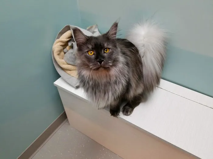 Feline Hospital 9