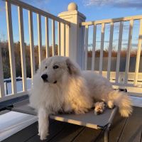 143 Veterinary Services ico