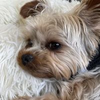 Driftway Animal Hospital ico