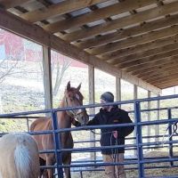 Finger Lakes Equine Practice ico