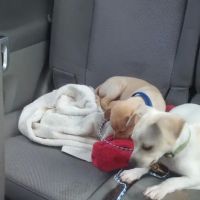 Cornell Small Animal Community Practice ico