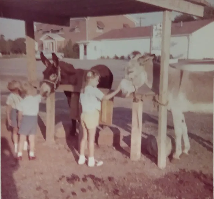 Cornell University Equine Hospital 3