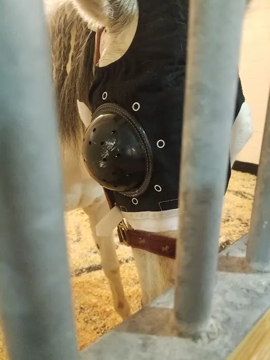 Cornell University Equine Hospital 8