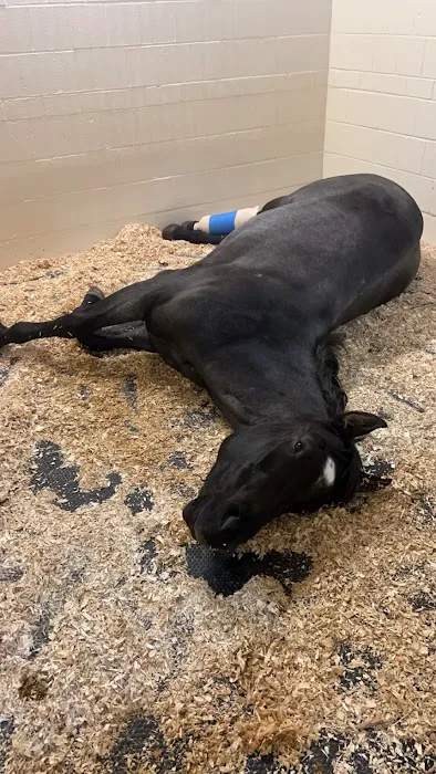 Cornell University Equine Hospital 2