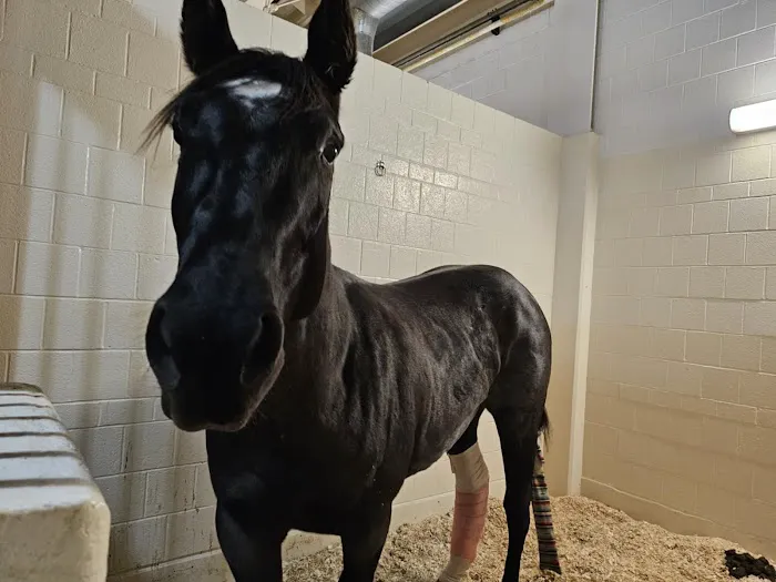 Cornell University Equine Hospital 1