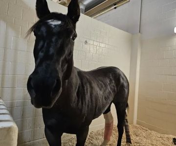 Cornell University Equine Hospital
