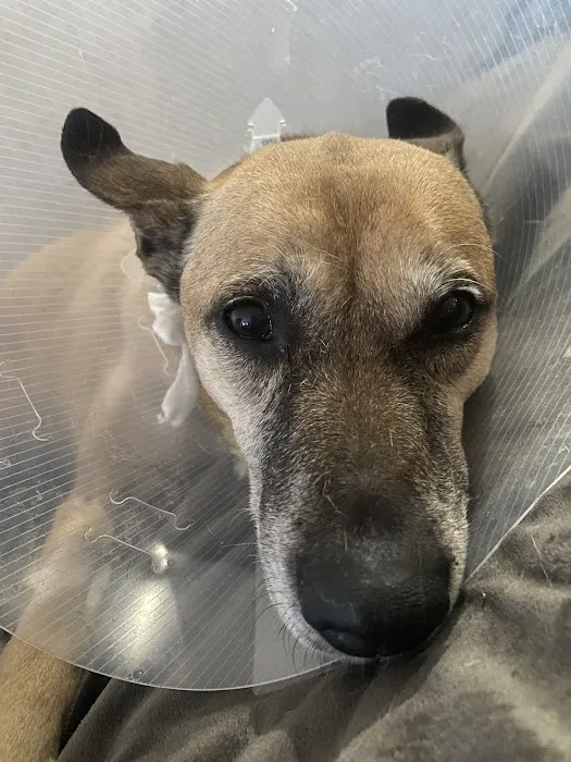 Cornell University Hospital for Animals 1