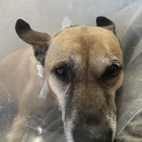 Cornell University Hospital for Animals ico