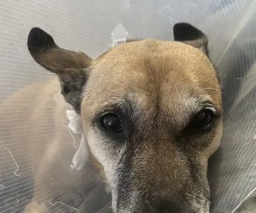 Cornell University Hospital for Animals