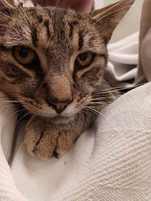 Cornell University Hospital for Animals 10