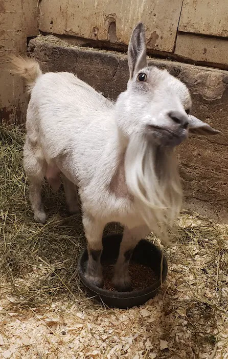 Cornell University Hospital for Animals 7