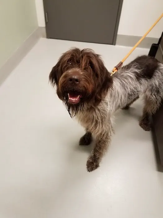 Cornell University Hospital for Animals 5