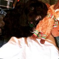 Ithaca Veterinary Housecall ico