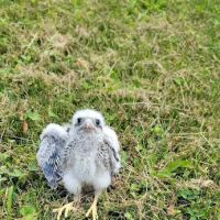 Janet L. Swanson Wildlife Hospital ico