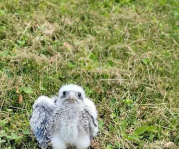 Janet L. Swanson Wildlife Hospital