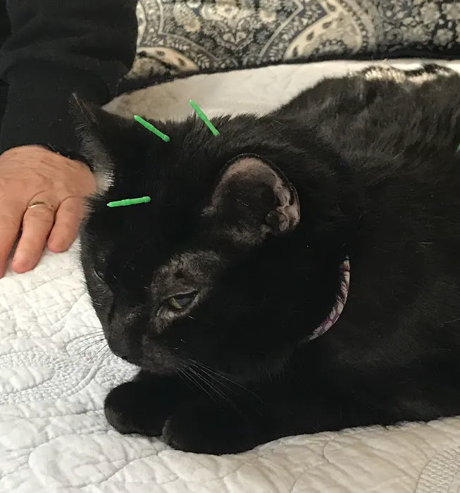 Bright Sky Veterinary Acupuncture 1