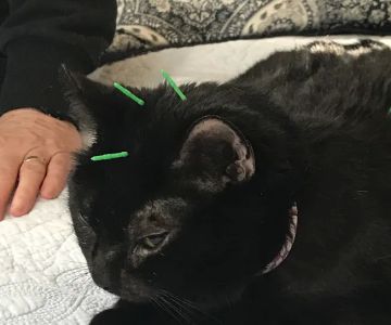 Bright Sky Veterinary Acupuncture
