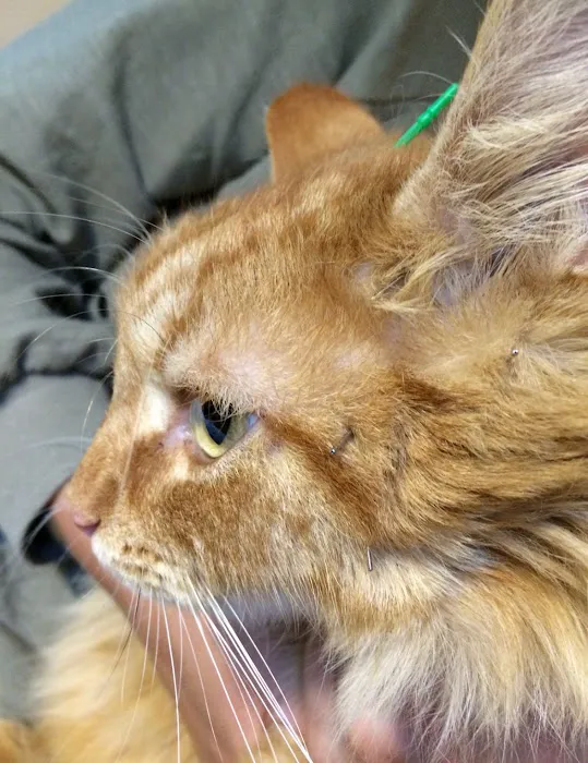 Bright Sky Veterinary Acupuncture 6