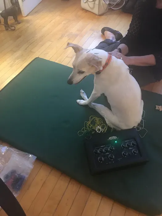 Bright Sky Veterinary Acupuncture 5