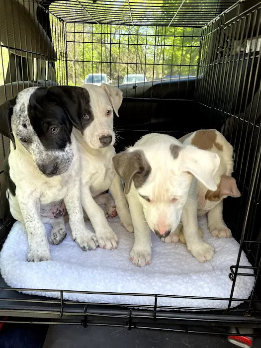 Briar Patch Veterinary Hospital 6