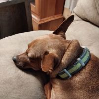 Crossroads Veterinary Clinic ico