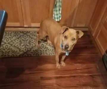 Mid State Veterinary Services: Rath Laura DVM