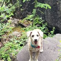 Vetco Vaccination Clinic ico