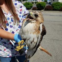 Lakeside Animal Hospital ico