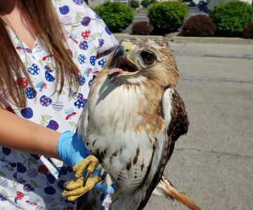 Lakeside Animal Hospital
