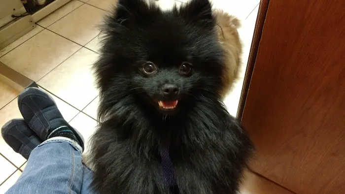 Lakeside Animal Hospital 4