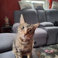 Rochester Community Animal Clinic ico