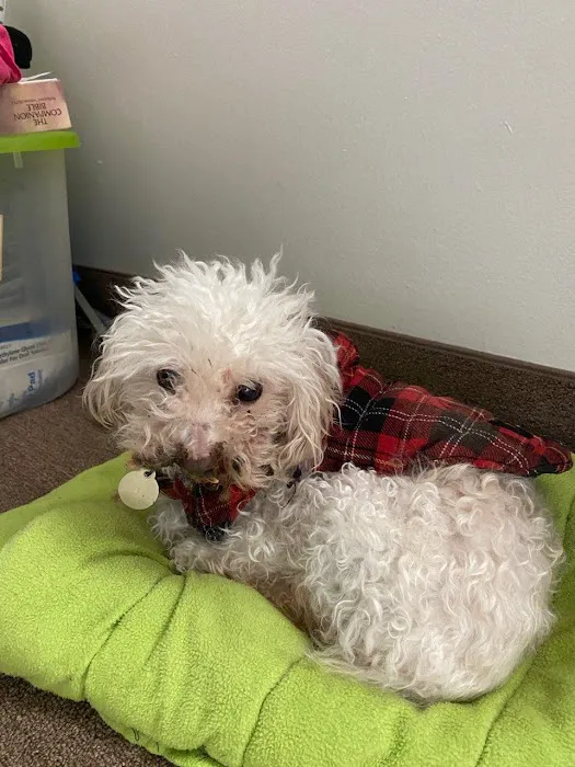 Rochester Community Animal Clinic 4