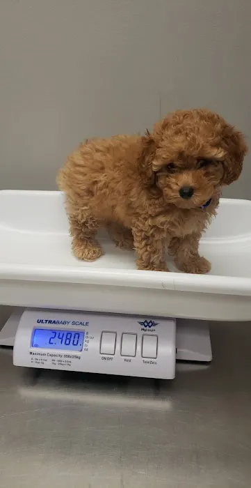 Rochester Community Animal Clinic 8