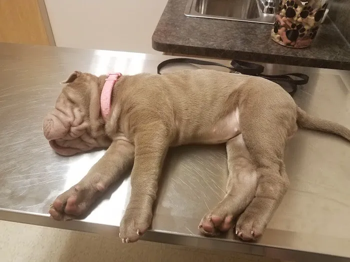 Animal Hospital of Rochester 6