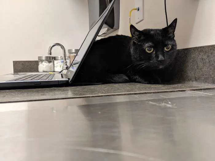 Animal Hospital of Rochester 1