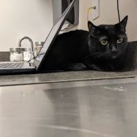 Animal Hospital of Rochester ico