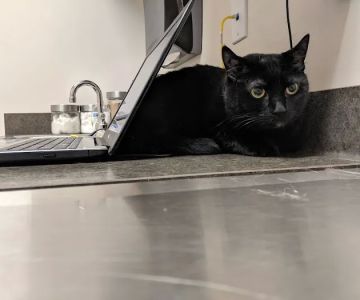 Animal Hospital of Rochester