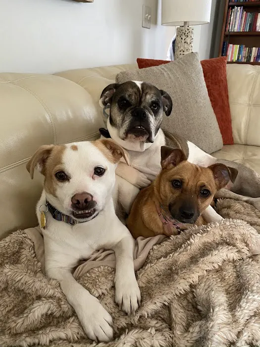 Animal Hospital of Rochester 2