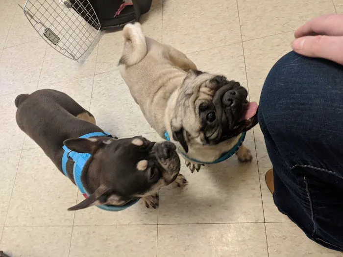 Animal Hospital of Rochester 3