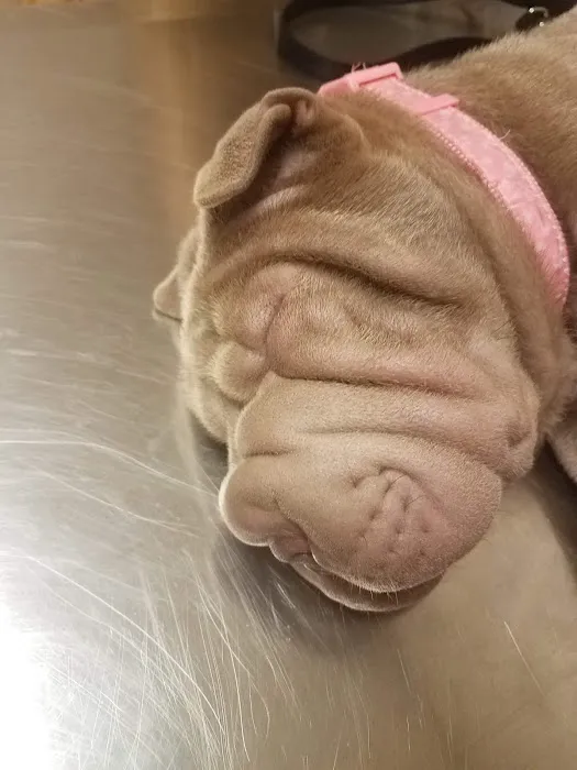 Animal Hospital of Rochester 8