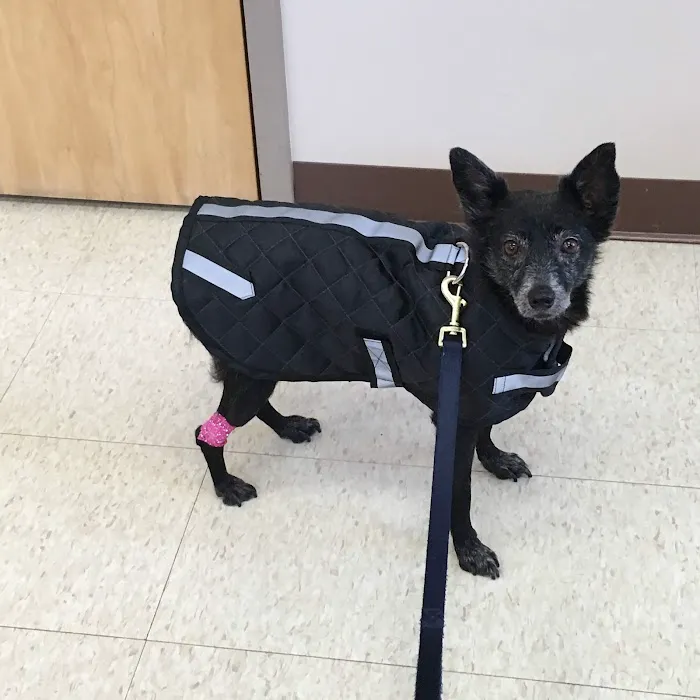Animal Hospital of Rochester 7