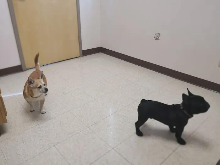 Animal Hospital of Rochester 10